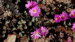 Braunsia maximilianii