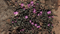 Braunsia maximilianii