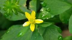 Ranunculus silerifolius