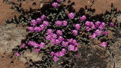 Braunsia maximilianii