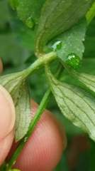 Ranunculus silerifolius