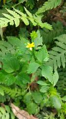 Ranunculus silerifolius