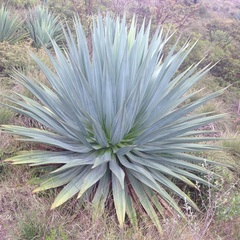 Furcraea parmentieri