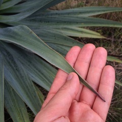 Furcraea parmentieri