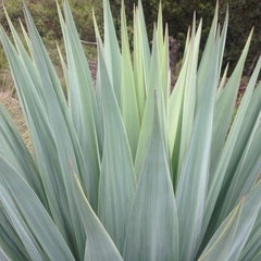 Furcraea parmentieri