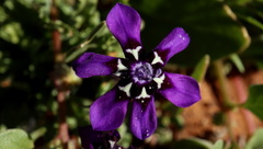 Lapeirousia oreogena