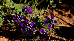 Lapeirousia oreogena