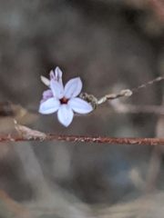 Lessingia micradenia micradenia