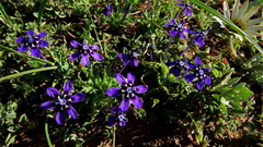 Lapeirousia oreogena