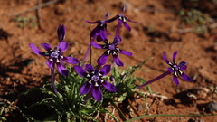Lapeirousia oreogena