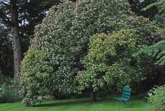 Clerodendrum trichotomum trichotomum