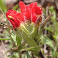 Castilleja scorzonerifolia