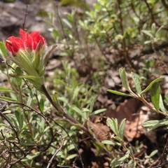 Castilleja scorzonerifolia
