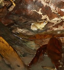 Occidozyga laevis