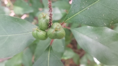 Ditrysinia fruticosa