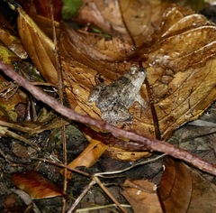 Occidozyga laevis