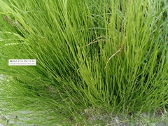 Equisetum arvense