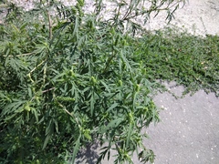 Ambrosia artemisiifolia