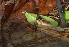 Occidozyga laevis