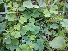 Oxalis corniculata