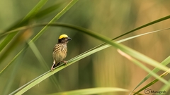 Ploceus manyar