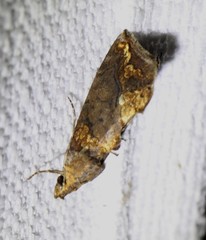 Plusiodonta arctipennis