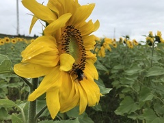 Bombus pyrosoma