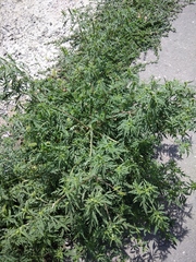 Ambrosia artemisiifolia