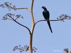 Onychognathus salvadorii