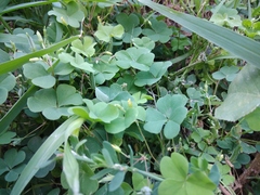 Oxalis corniculata