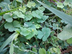 Oxalis corniculata