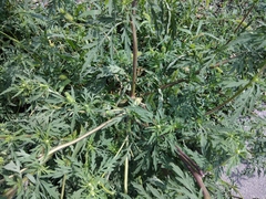 Ambrosia artemisiifolia