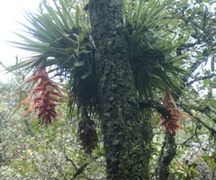 Tillandsia violacea