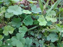Oxalis corniculata