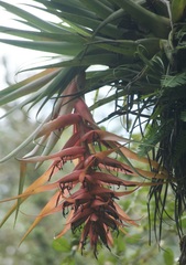 Tillandsia violacea