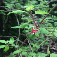 Fuchsia thymifolia