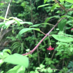 Fuchsia thymifolia