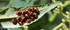 Poecilocoris lewisi