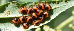 Poecilocoris lewisi