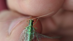 Nineta gravida