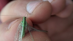 Nineta gravida