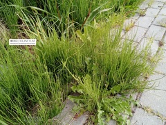 Equisetum arvense