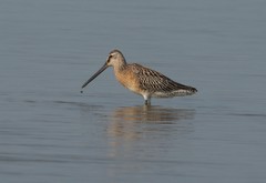 Limnodromus semipalmatus