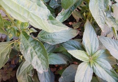 Acalypha australis
