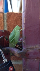 Microcentrum rhombifolium