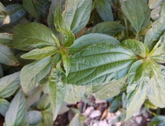 Acalypha australis