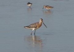 Limnodromus semipalmatus