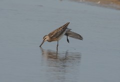 Limnodromus semipalmatus