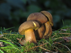 Suillus variegatus
