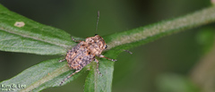 Exechesops leucopis